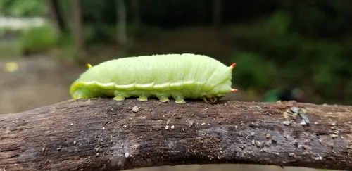 Tulip-tree Silkmoth - photo 6