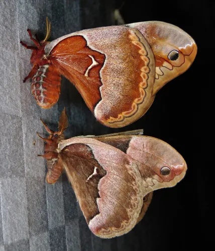 Tulip-tree Silkmoth - photo 7