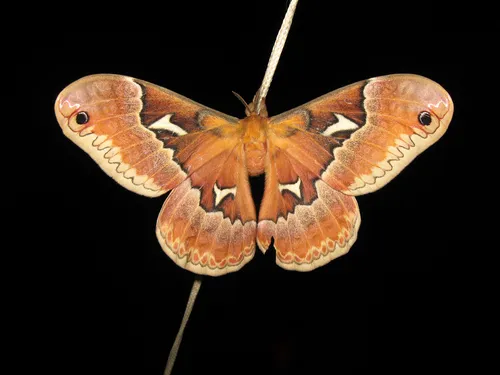 Tulip-tree Silkmoth - photo 8