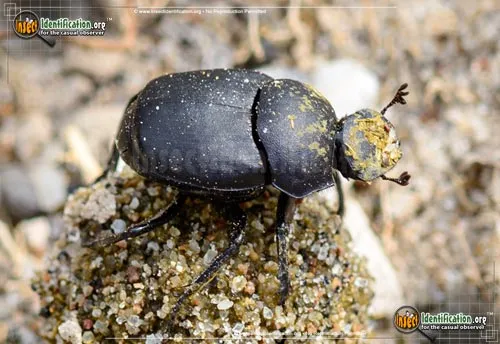 Tumblebug - photo 2