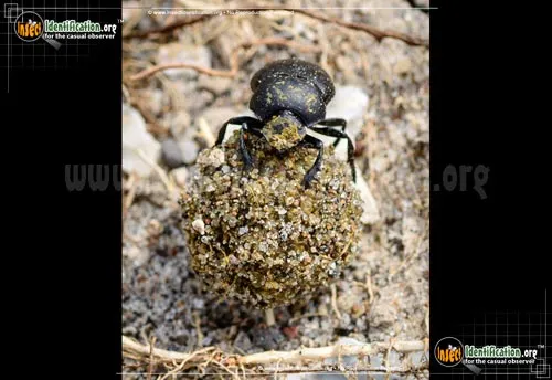 Tumblebug - photo 4