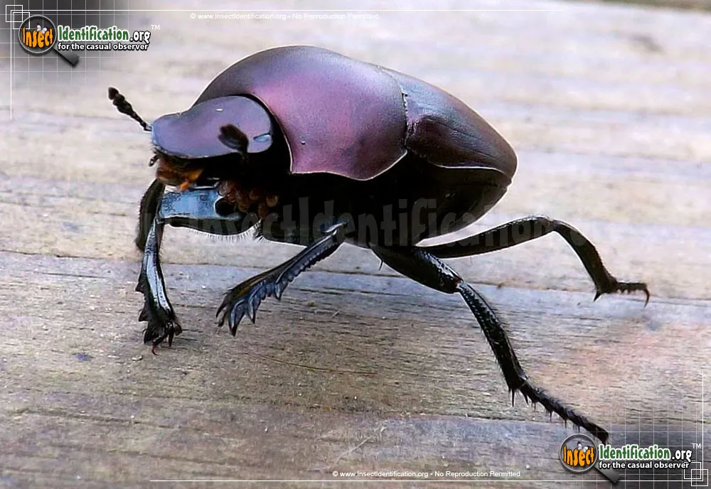 Tumblebug - photo 5