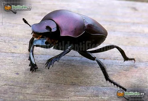 Tumblebug - photo 6