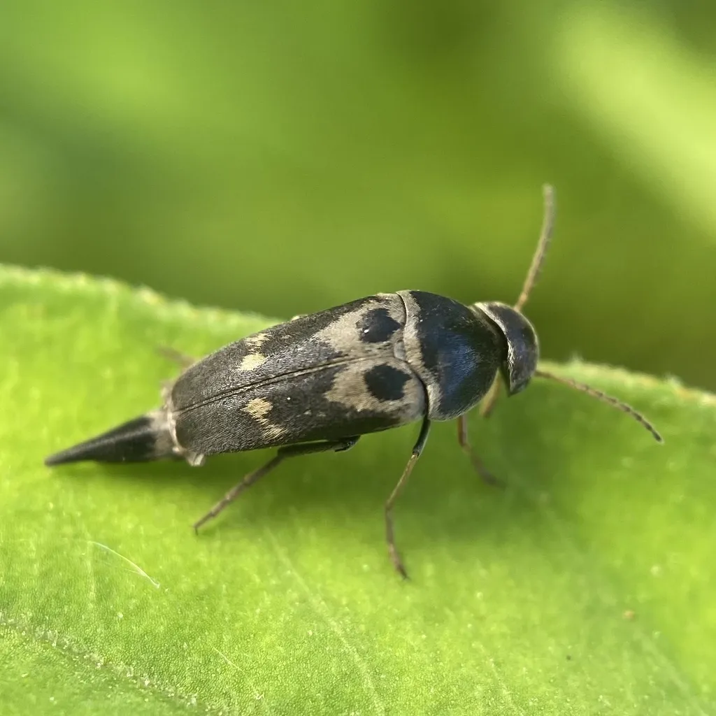Tumbling Flower Beetle - photo 2