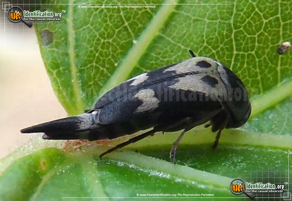 Tumbling Flower Beetle - photo 4