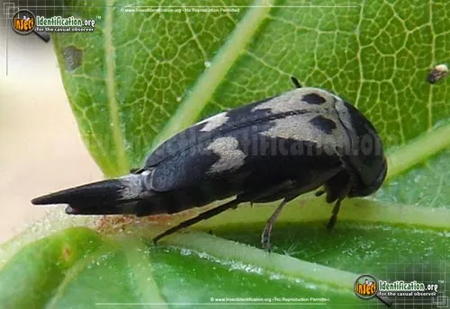 Tumbling Flower Beetle - photo 5