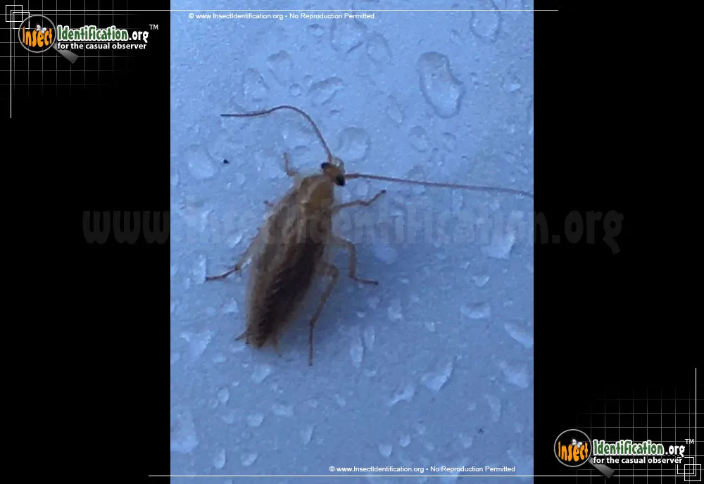 Turkestan Cockroach