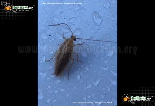 Turkestan Cockroach - photo 2