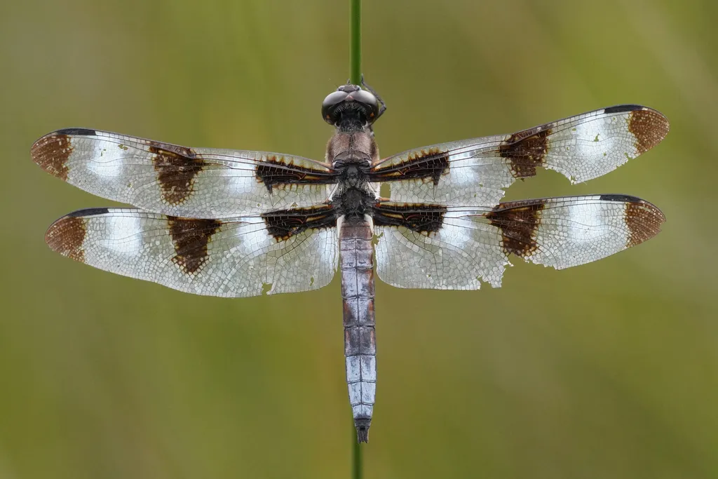 Twelve-spotted Skimmer - photo 2