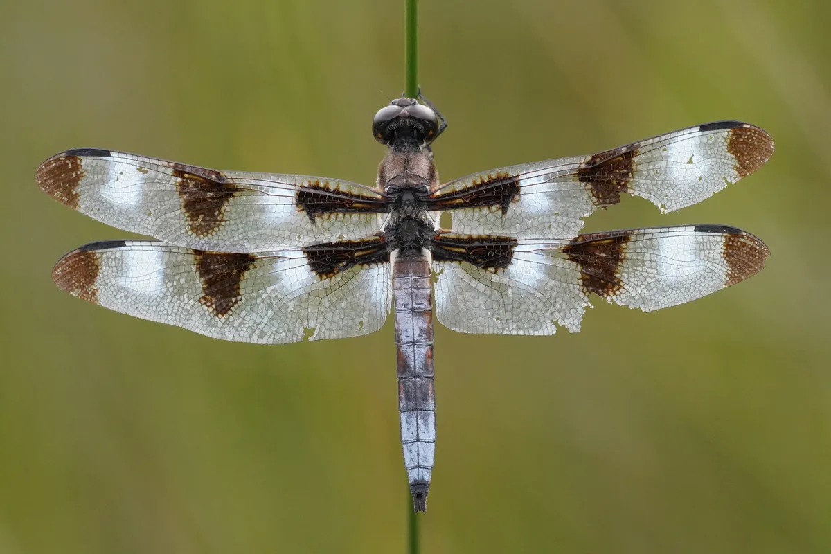 Twelve-spotted Skimmer - photo 3