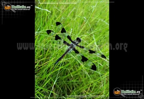 Twelve-spotted Skimmer - photo 4