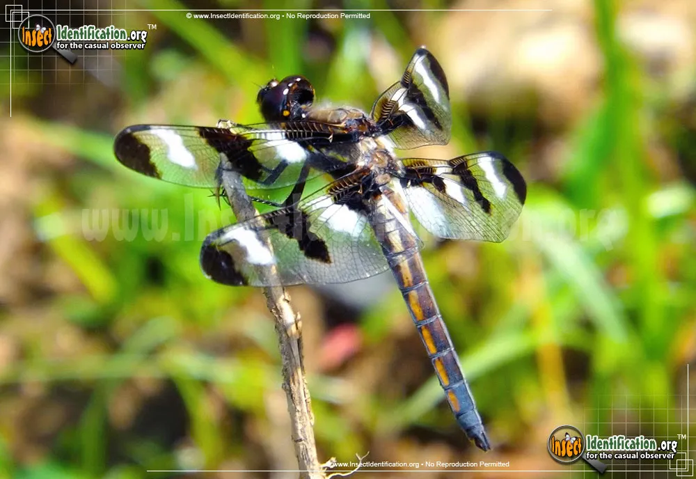 Twelve-spotted Skimmer - photo 5