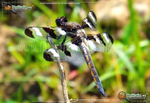 Twelve-spotted Skimmer - photo 6