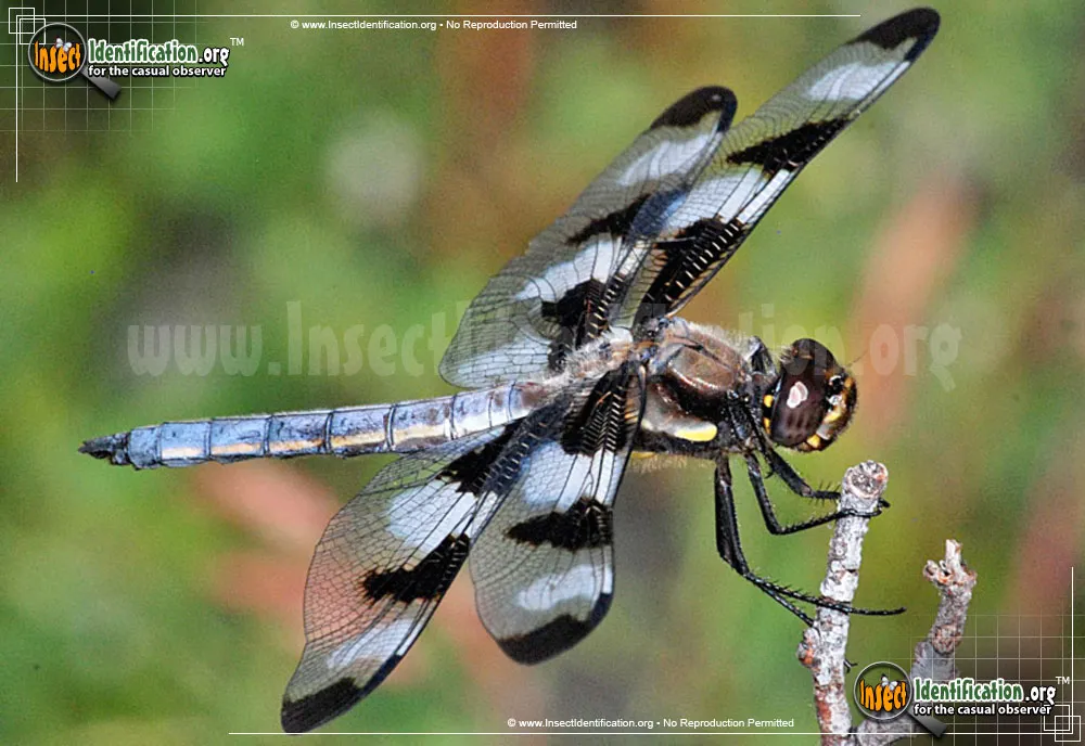 Twelve-spotted Skimmer - photo 7