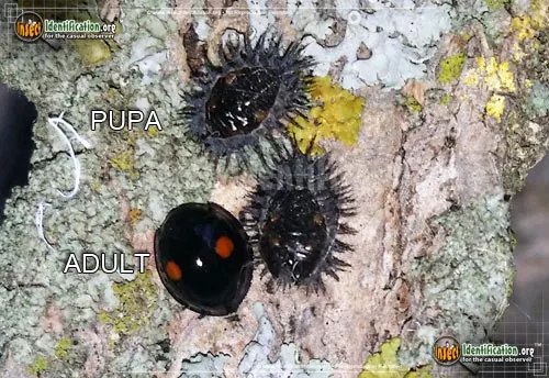 Twice-stabbed Lady Beetle - photo 2
