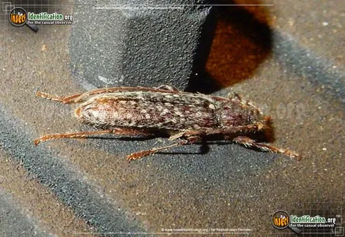 Twig Pruner Beetle - photo 2