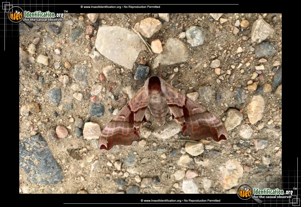 Twin-spotted Sphinx Moth