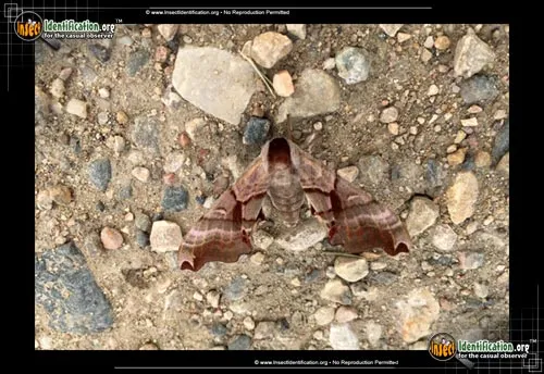 Twin-spotted Sphinx Moth - photo 2