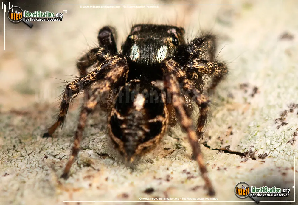 Twinflagged Jumping Spider
