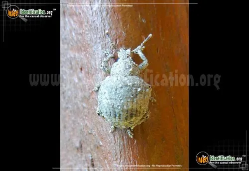 Twobanded Japanese Weevil - photo 2
