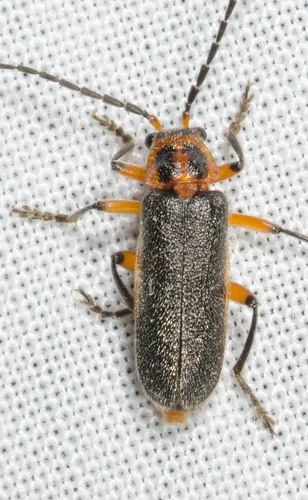 Two-lined Leather-wing Beetle