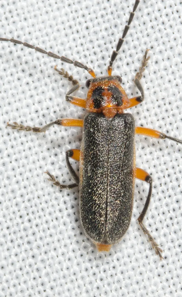 Two-lined Leather-wing Beetle - photo 2