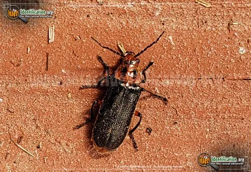 Two-lined Leather-wing Beetle - photo 5