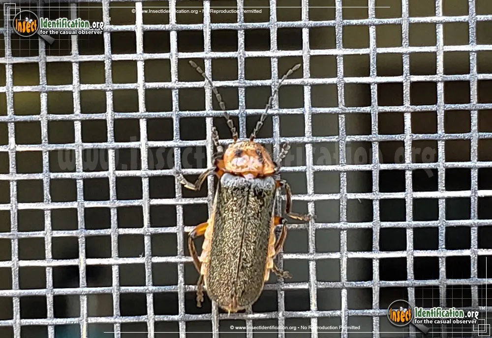 Two-lined Leather-wing Beetle - photo 7