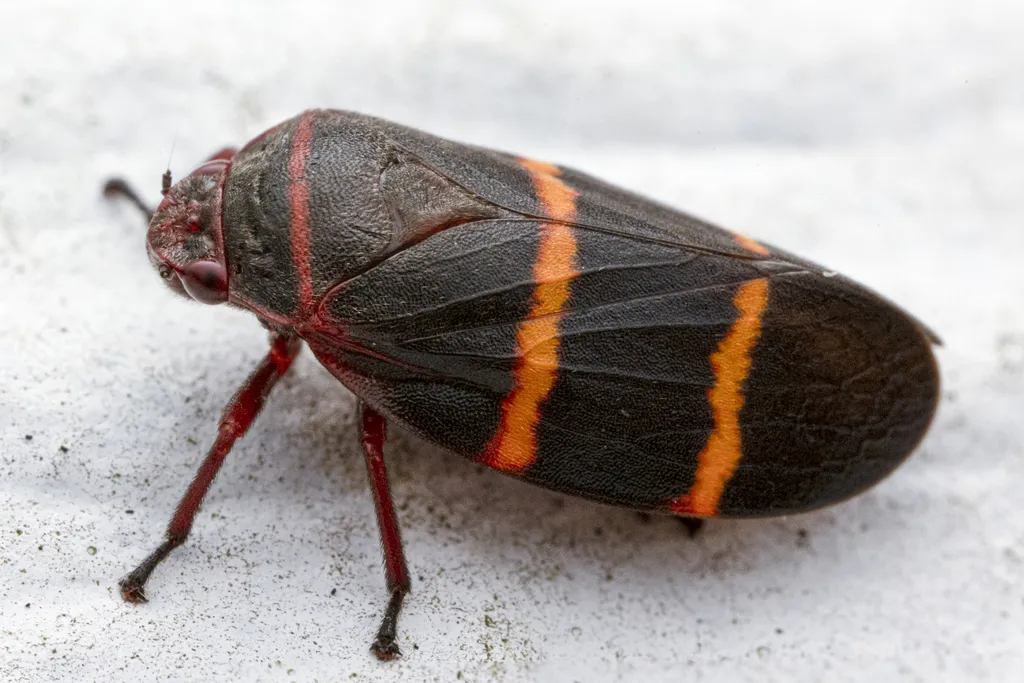 Two-lined Spittlebug - photo 2