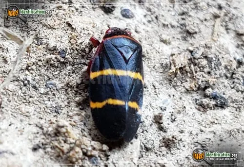 Two-lined Spittlebug - photo 3