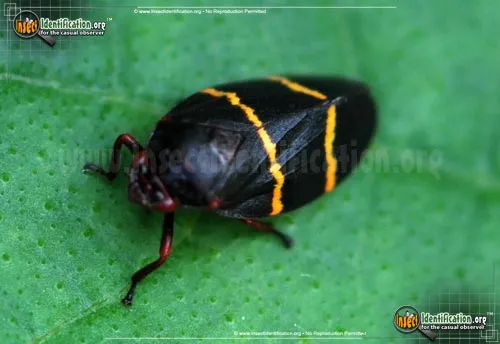 Two-lined Spittlebug - photo 4