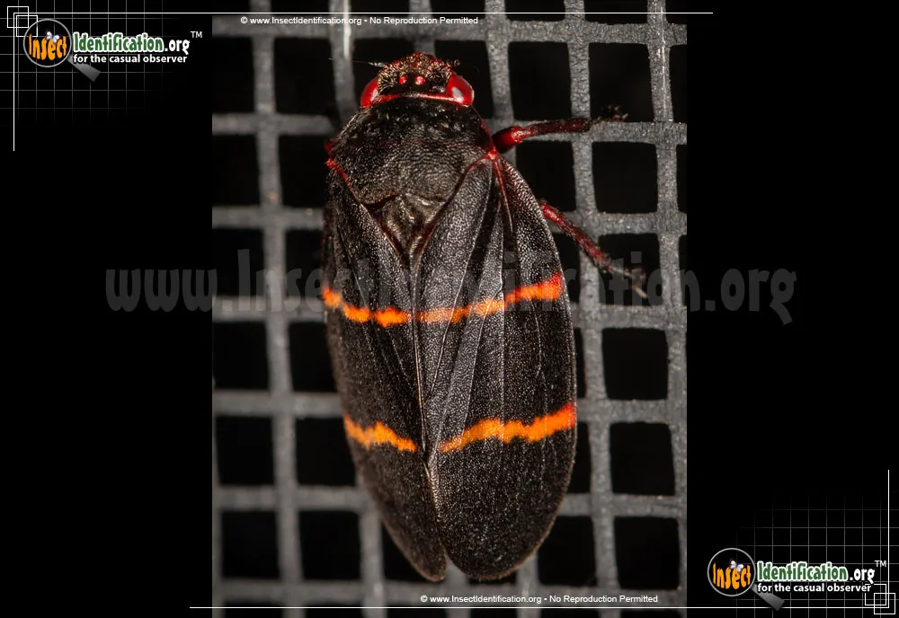 Two-lined Spittlebug - photo 5