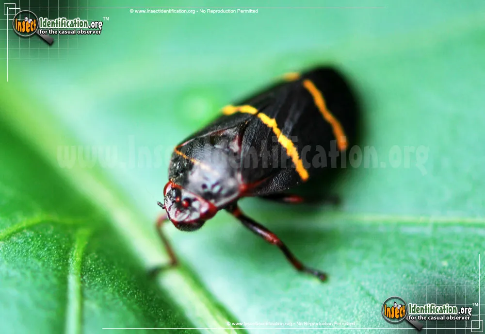 Two-lined Spittlebug - photo 6