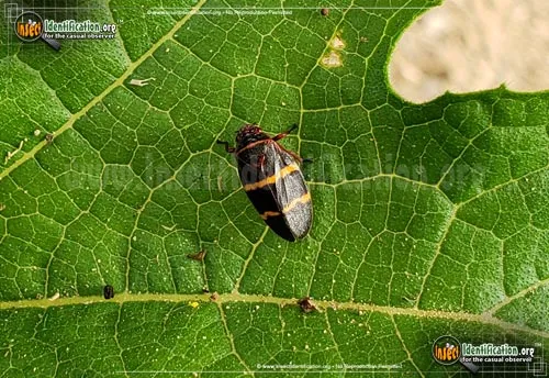Two-lined Spittlebug - photo 8