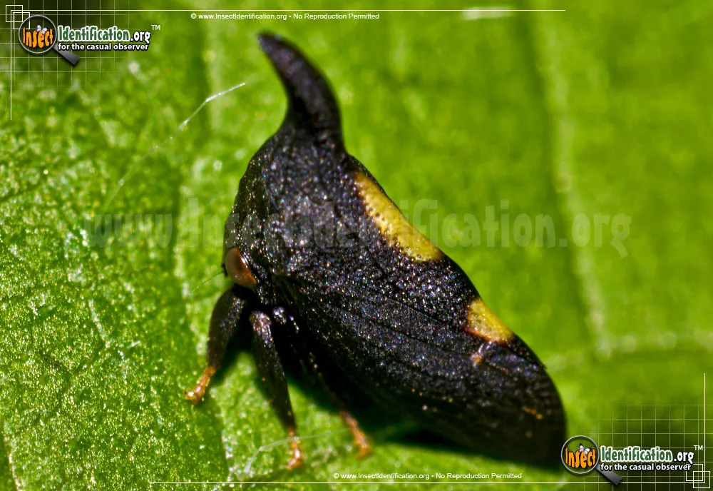 Two-marked Treehopper