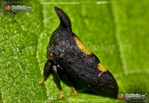 Two-marked Treehopper - photo 2