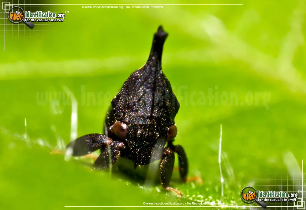 Two-marked Treehopper - photo 3