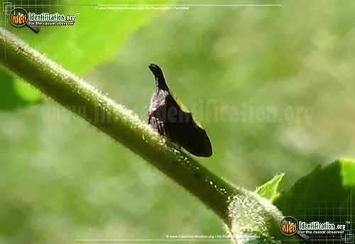 Two-marked Treehopper - photo 6