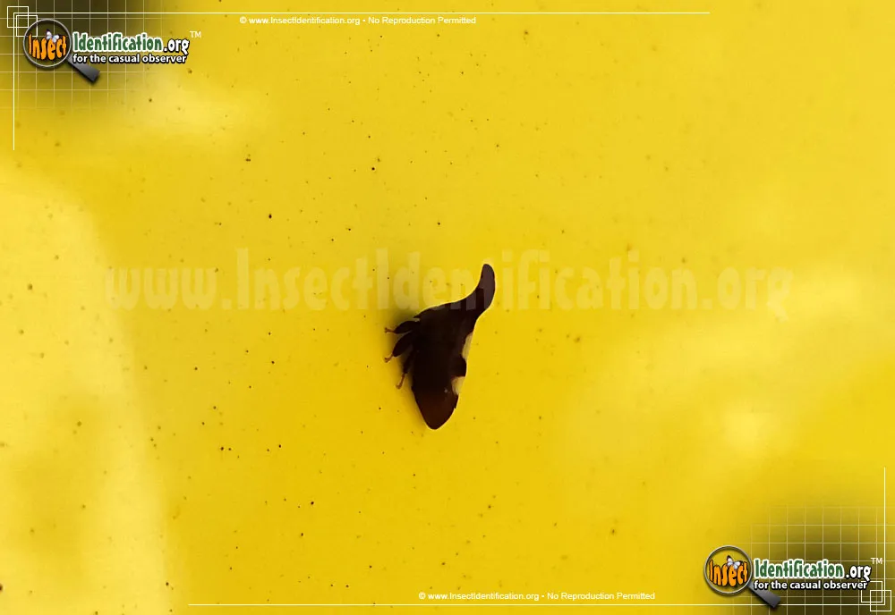Two-marked Treehopper - photo 7