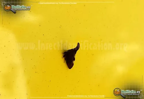 Two-marked Treehopper - photo 8