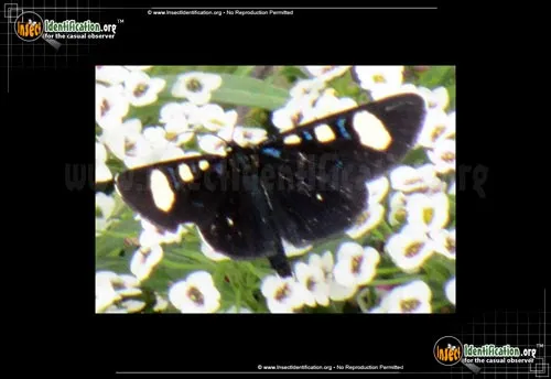 Two-spotted Forester Moth - photo 2