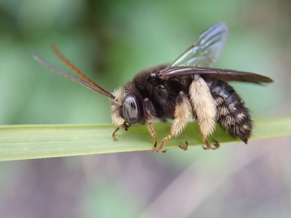 Two-spotted Longhorn Bee - photo 3