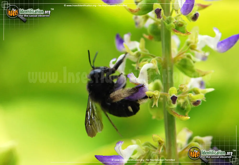 Two-spotted Longhorn Bee - photo 6