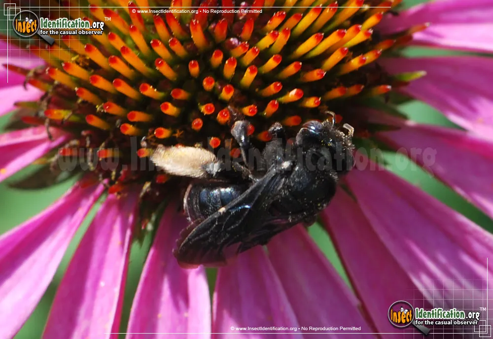 Two-spotted Longhorn Bee - photo 7