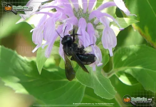 Two-spotted Longhorn Bee - photo 8