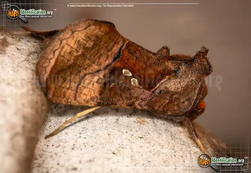 Two-spotted Looper - photo 2