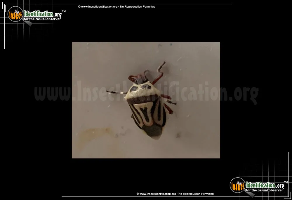 Two-spotted Stink Bug