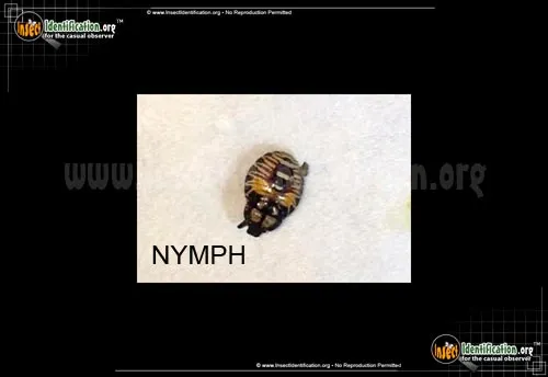Two-spotted Stink Bug - photo 4