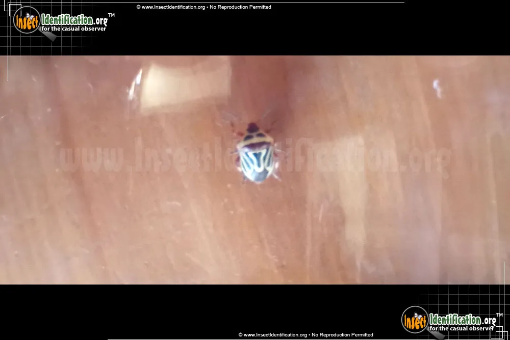 Two-spotted Stink Bug - photo 5
