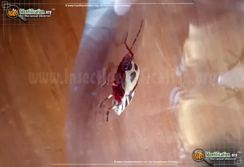 Two-spotted Stink Bug - photo 8